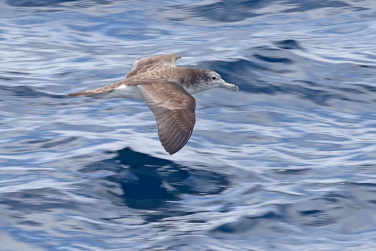 Streaked Shearwater - ML638366794