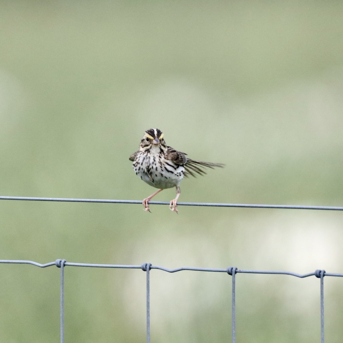 Savannah Sparrow - ML638366795