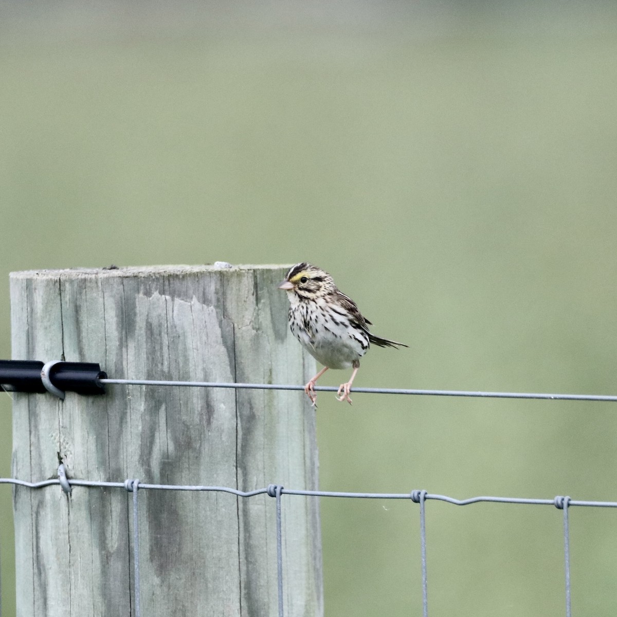 Savannah Sparrow - ML638366796