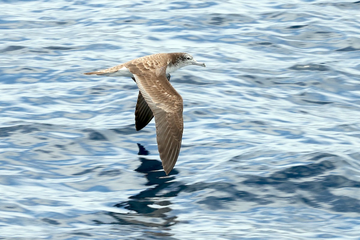 Streaked Shearwater - ML638366801