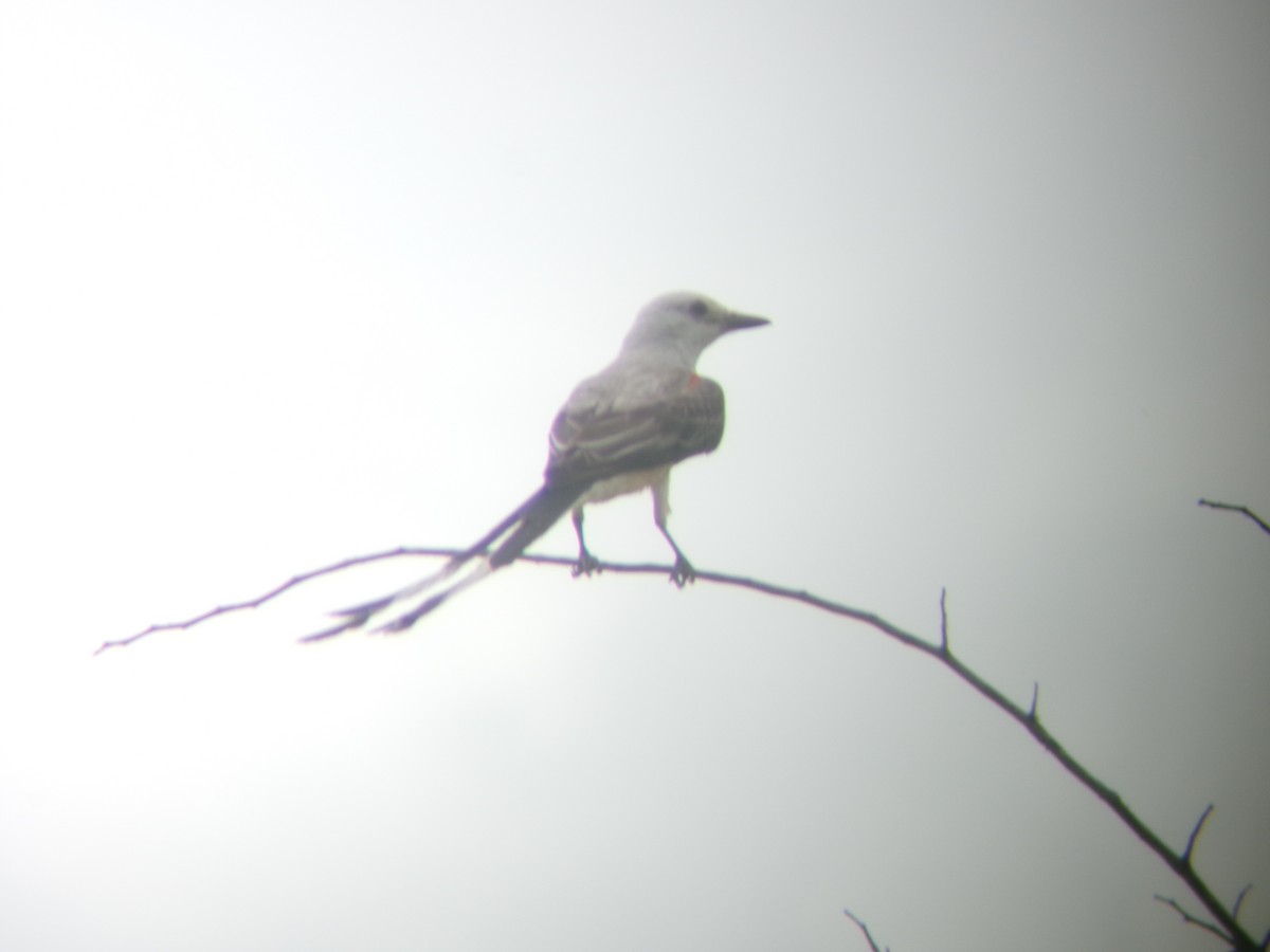 Scissor-tailed Flycatcher - ML638366810