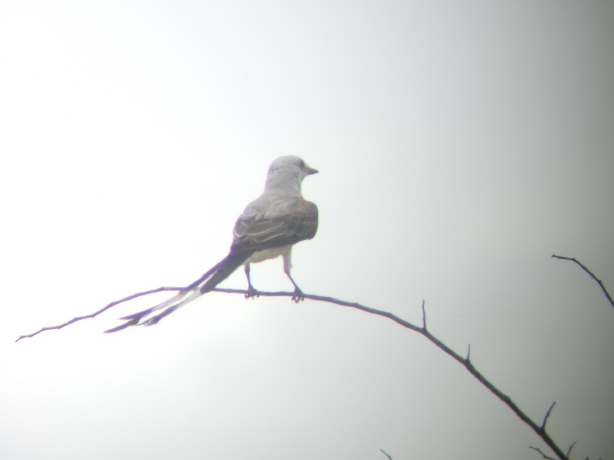 Scissor-tailed Flycatcher - ML638366811