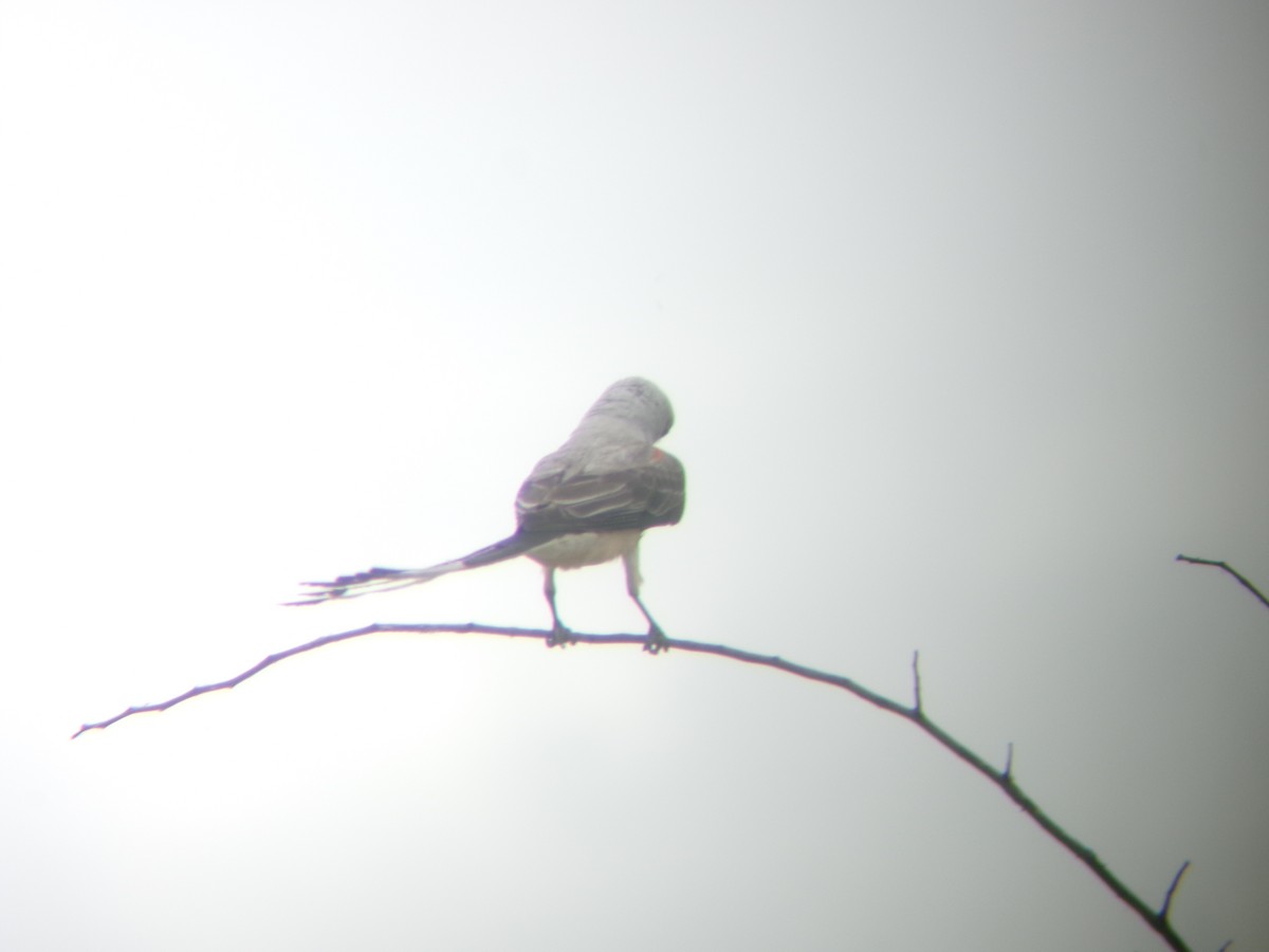 Scissor-tailed Flycatcher - ML638366812