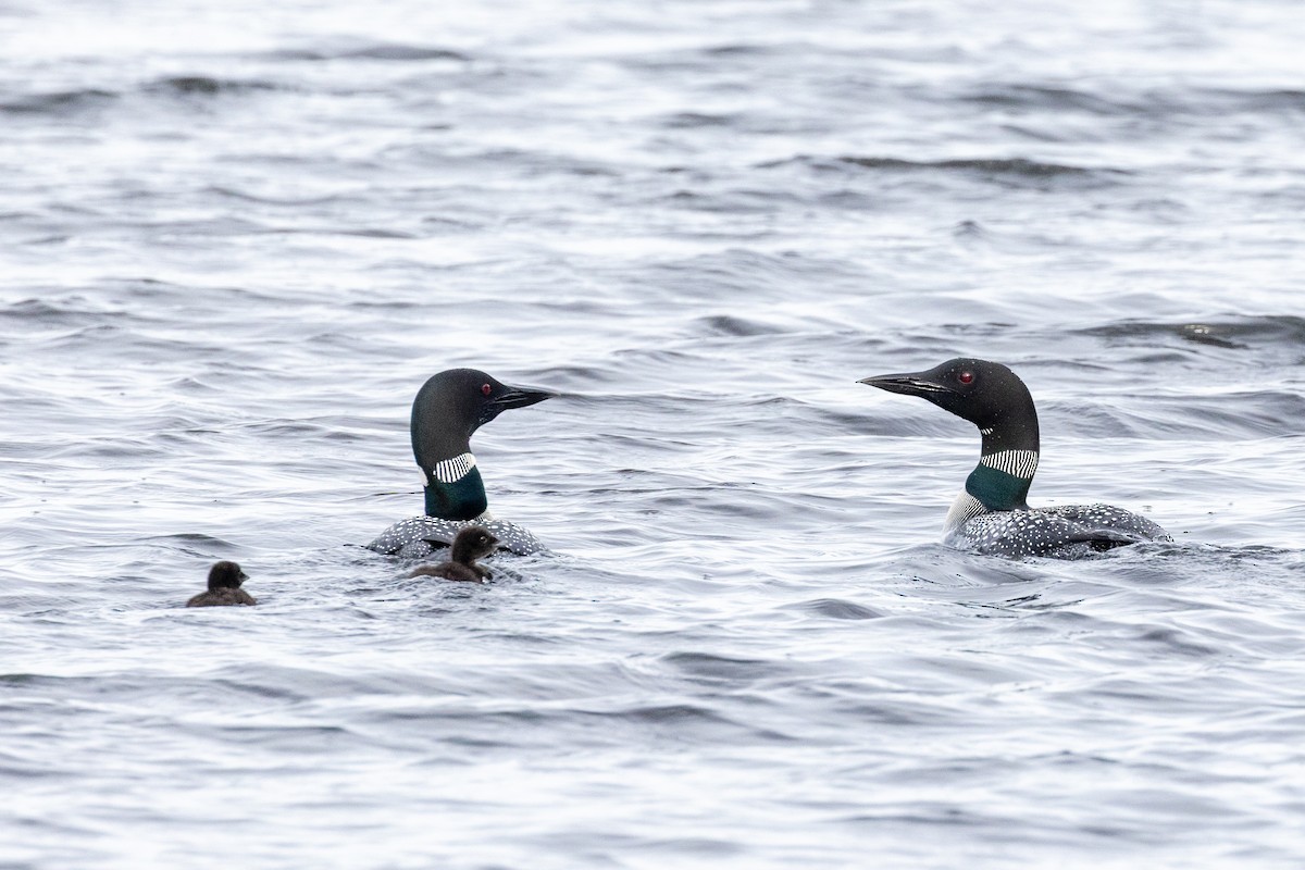 Plongeon huard - ML638366813