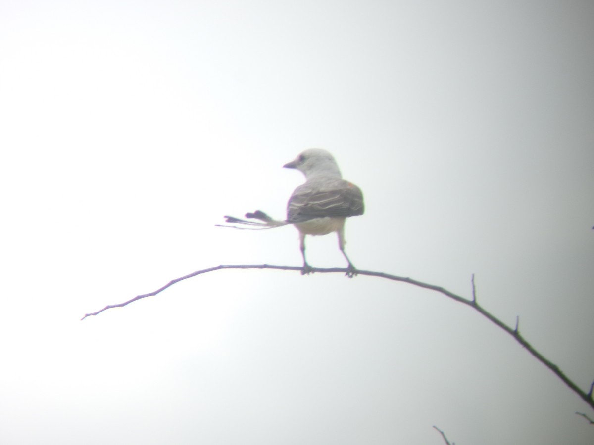Scissor-tailed Flycatcher - ML638366815