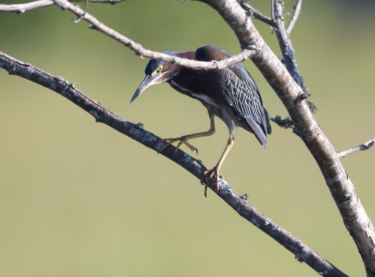 Koartzatxo berdea - ML638366816