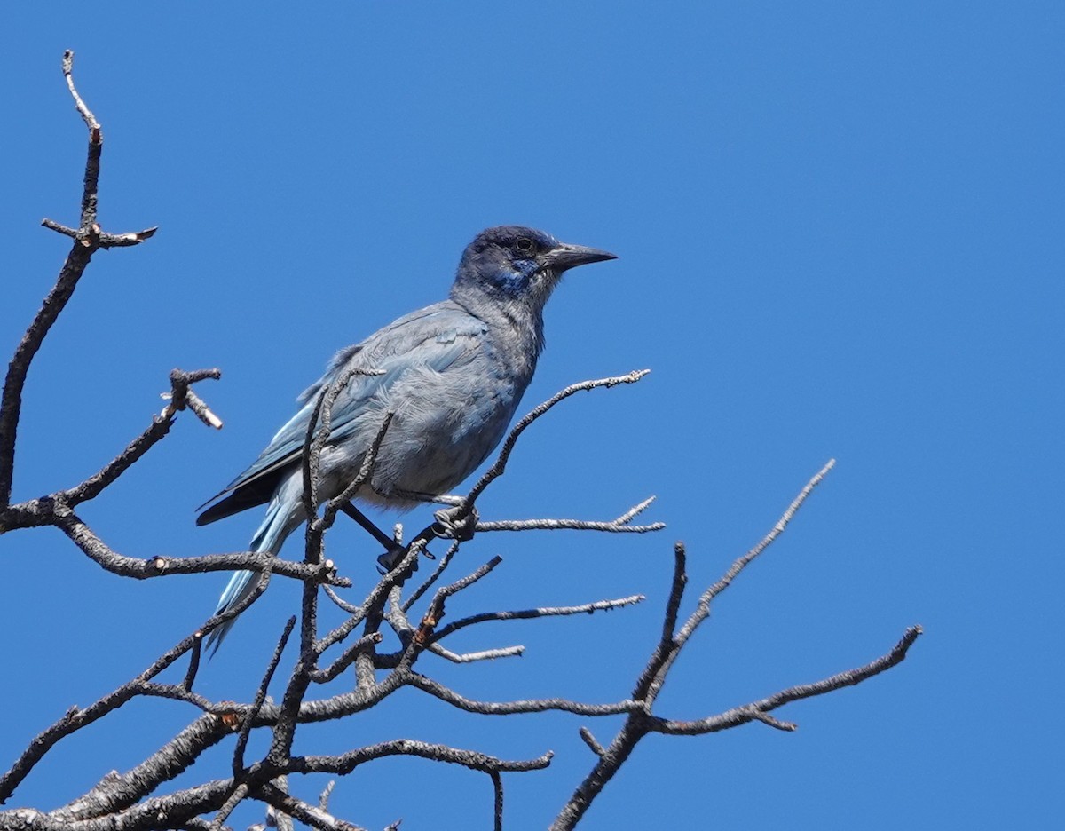 Pinyon Jay - ML638366817
