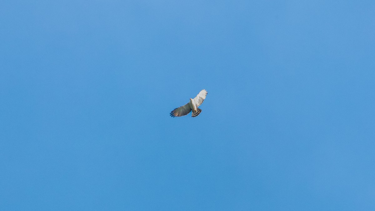 Black-and-white Hawk-Eagle - ML638366819