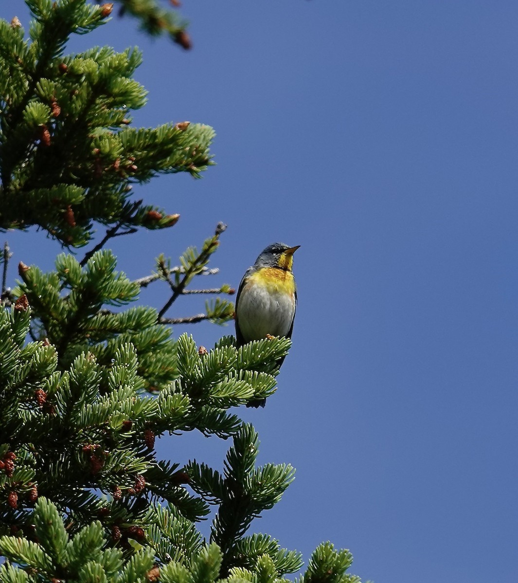 Northern Parula - ML638366820