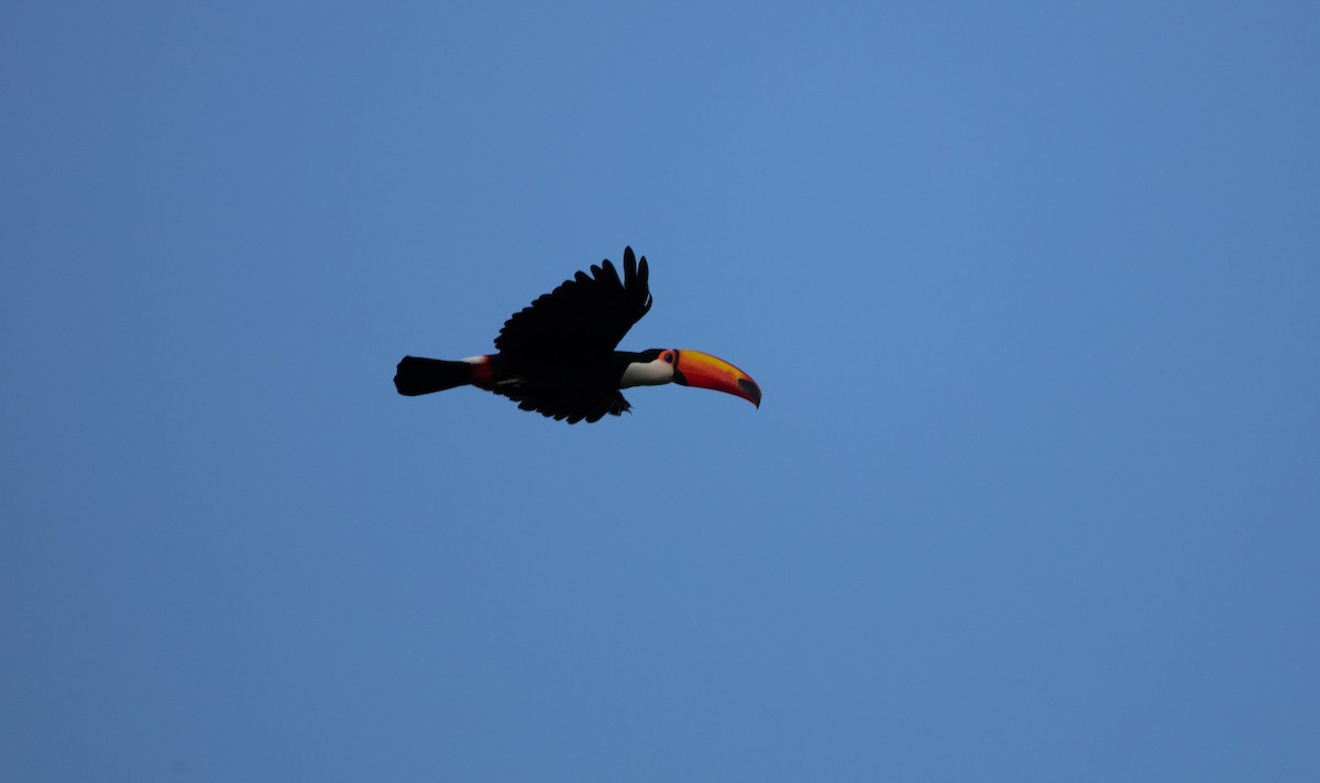 Toco Toucan - ML638366821