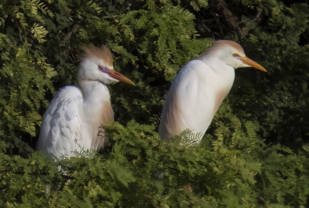 Western Cattle-Egret - ML638366834