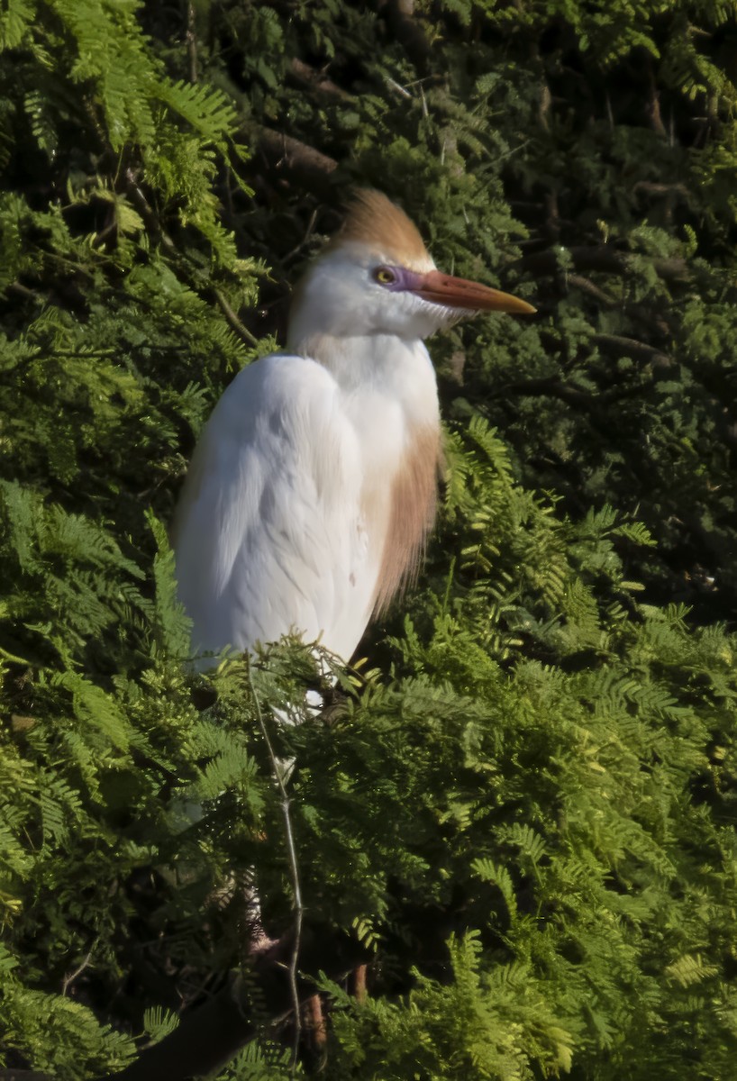 Western Cattle-Egret - ML638366835