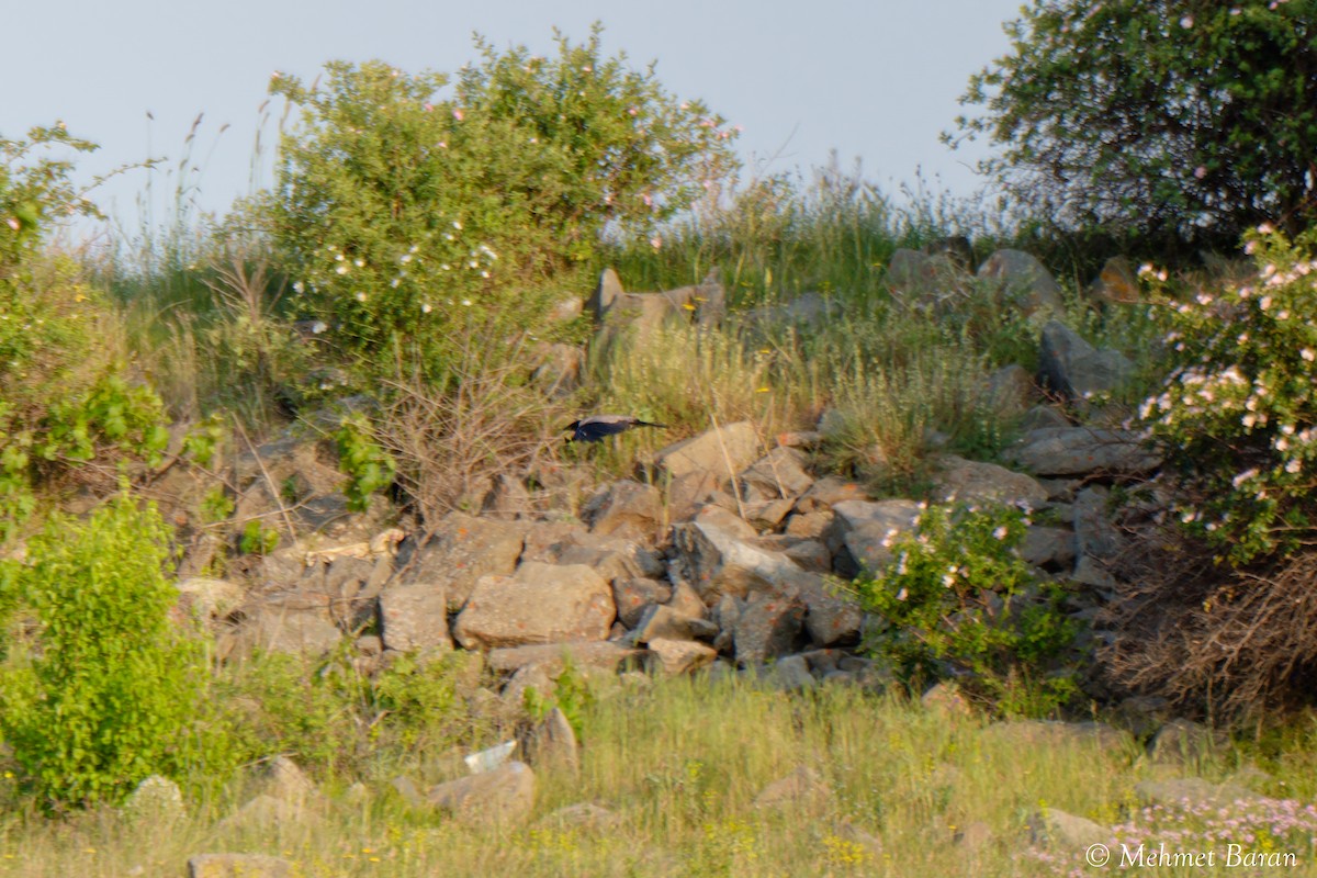 vrána šedá - ML638366844