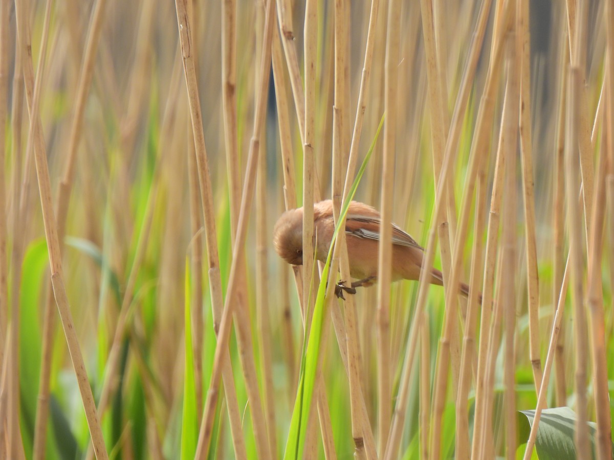 Bearded Reedling - ML638366851