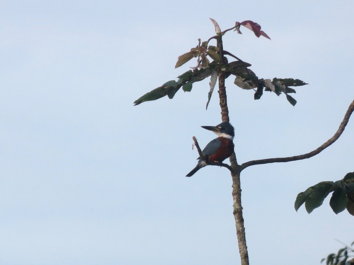 Ringed Kingfisher - ML638366856