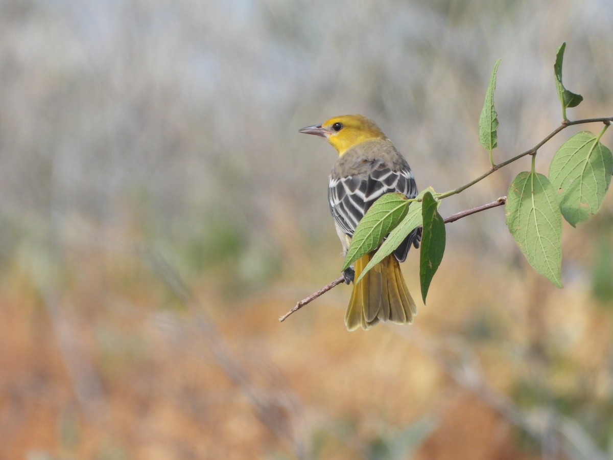 Bullock's Oriole - ML638366866
