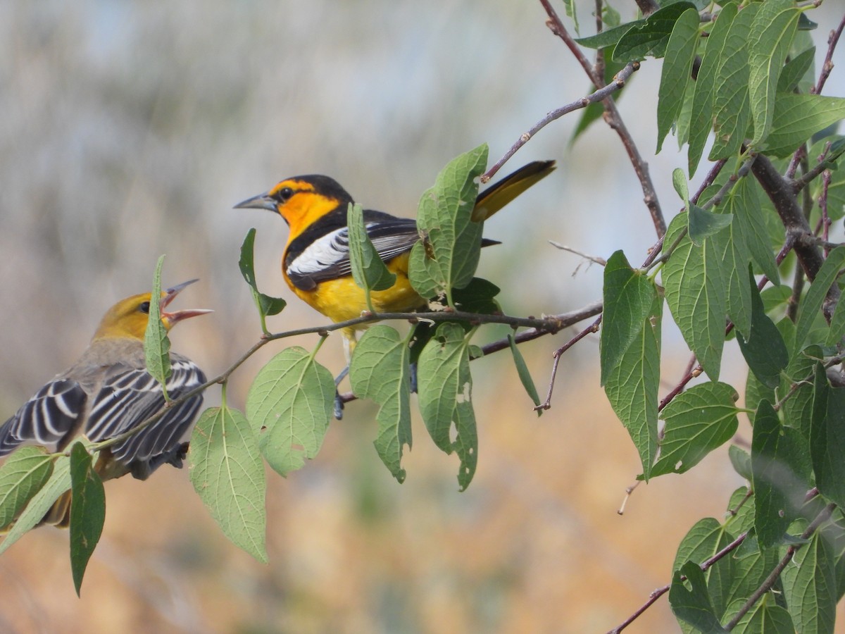 Bullock's Oriole - ML638366867