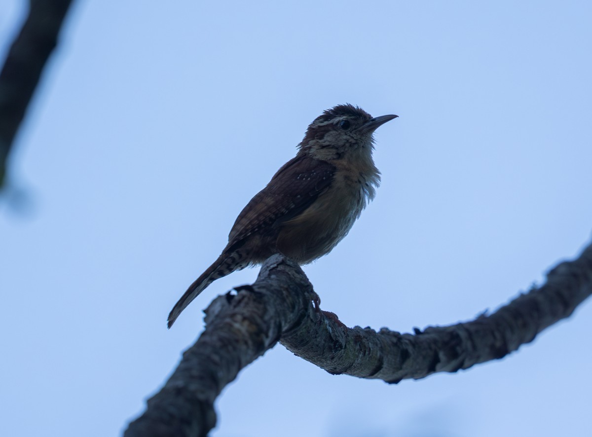 Carolina Wren - ML638366887
