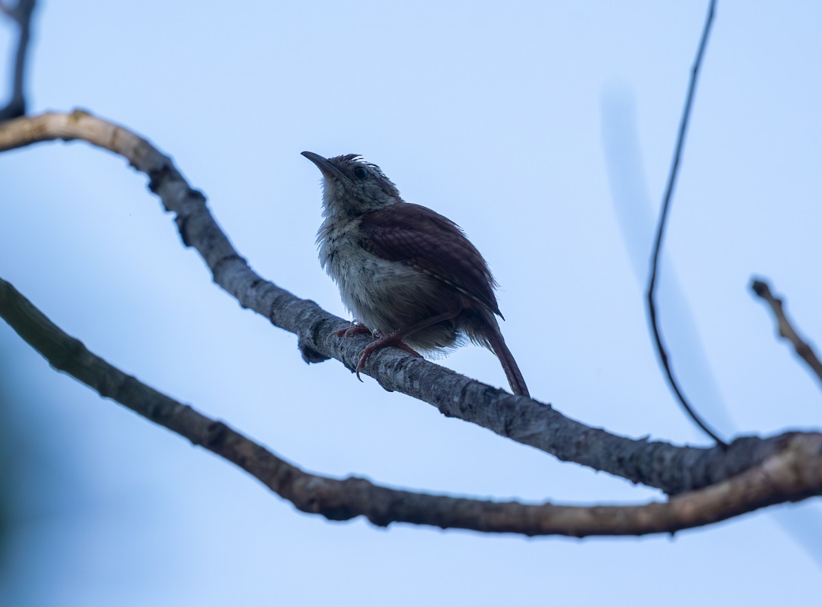 Carolina Wren - ML638366888