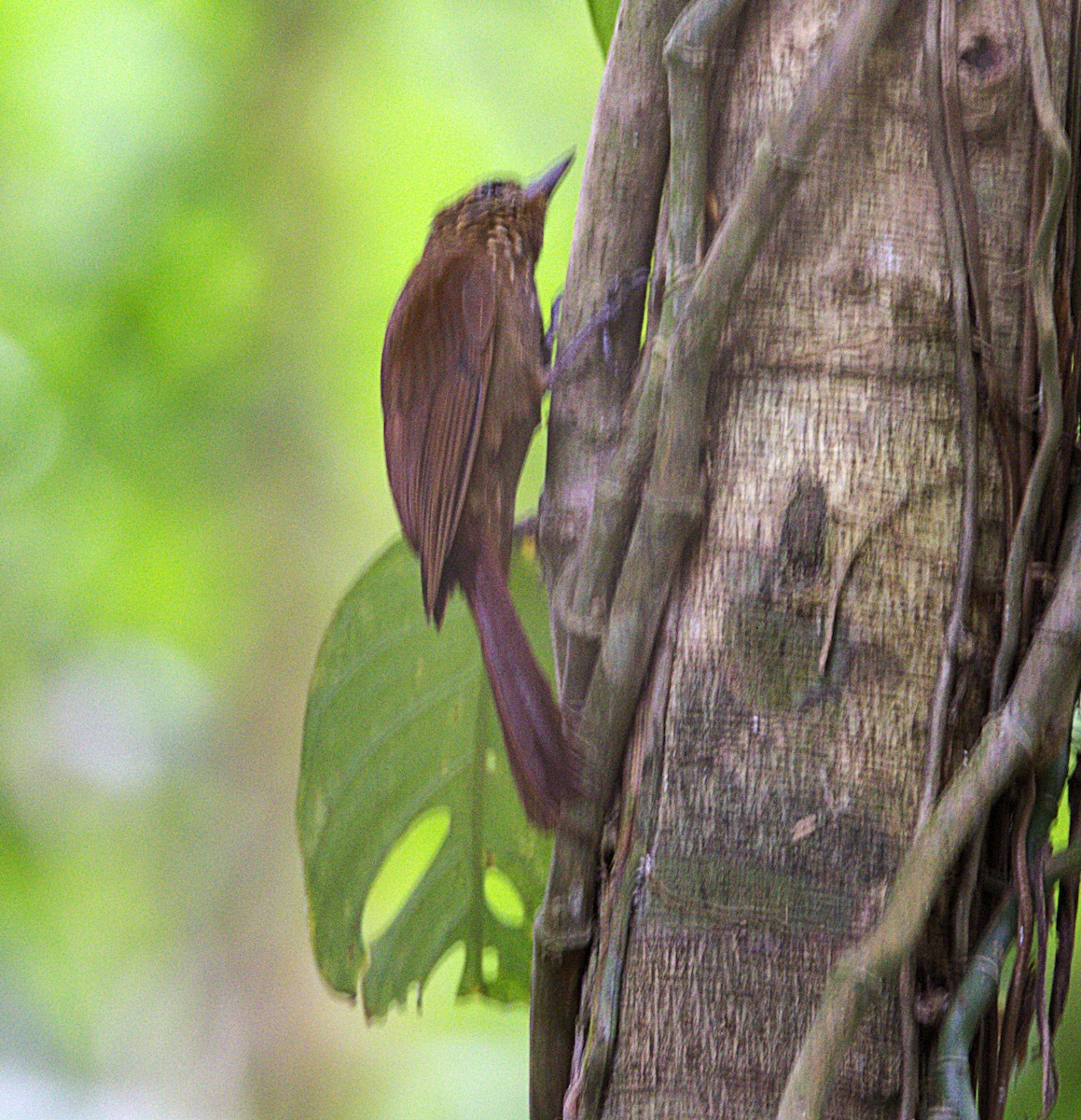Cocoa Woodcreeper - ML638366920