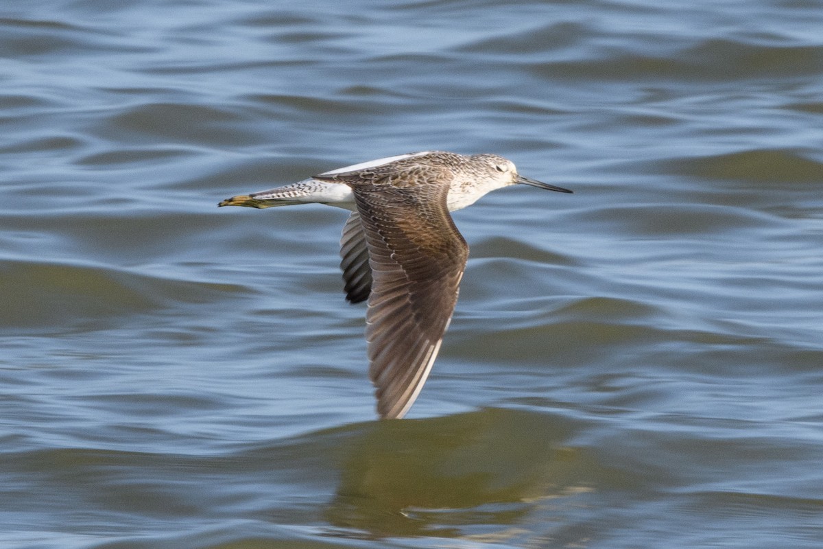 Common Greenshank - ML638366963