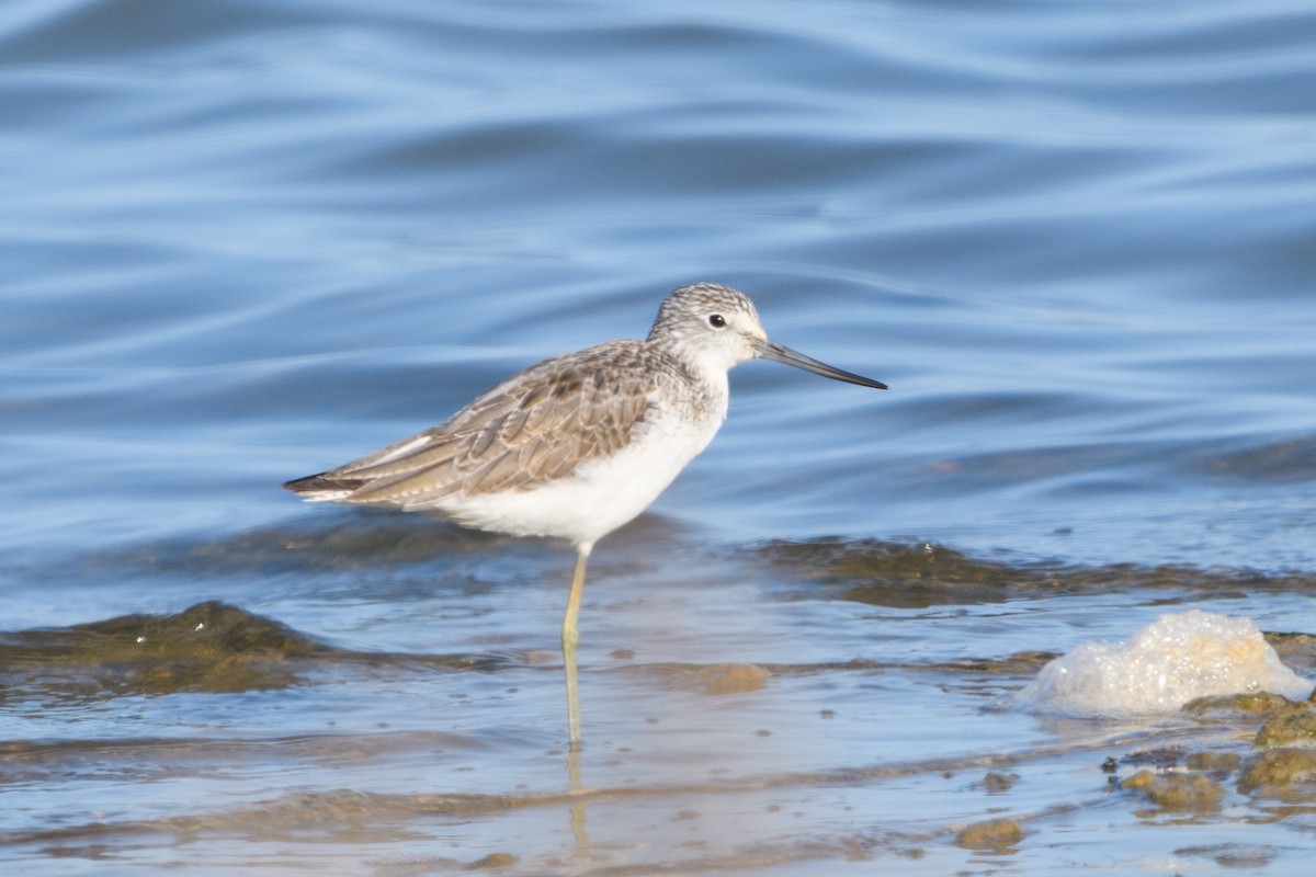 Common Greenshank - ML638366970