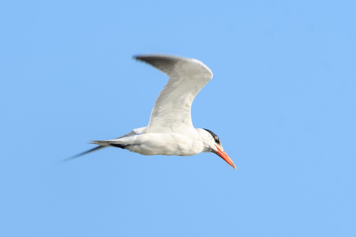 Caspian Tern - ML638366984