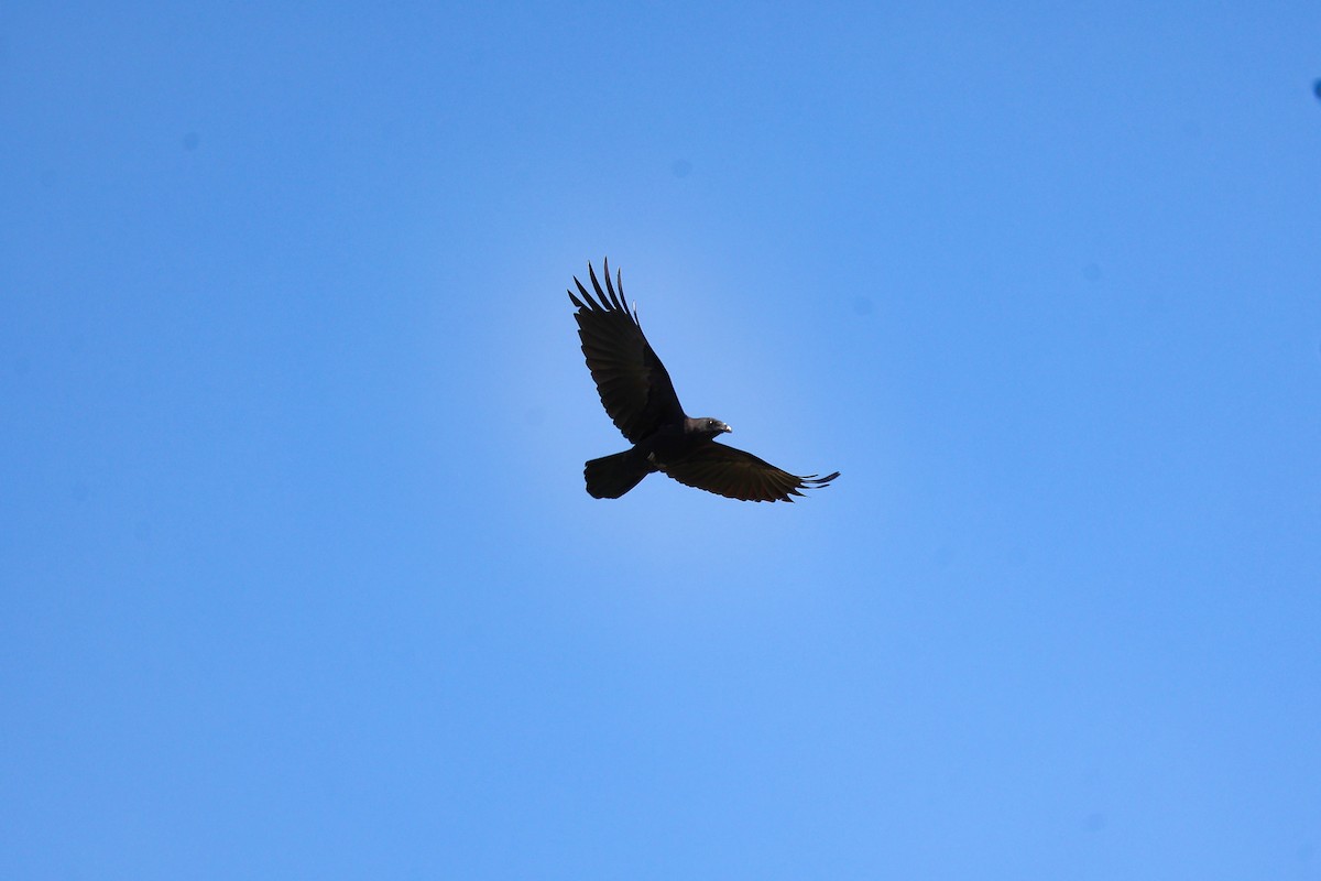 Brown-necked Raven - ML638366988