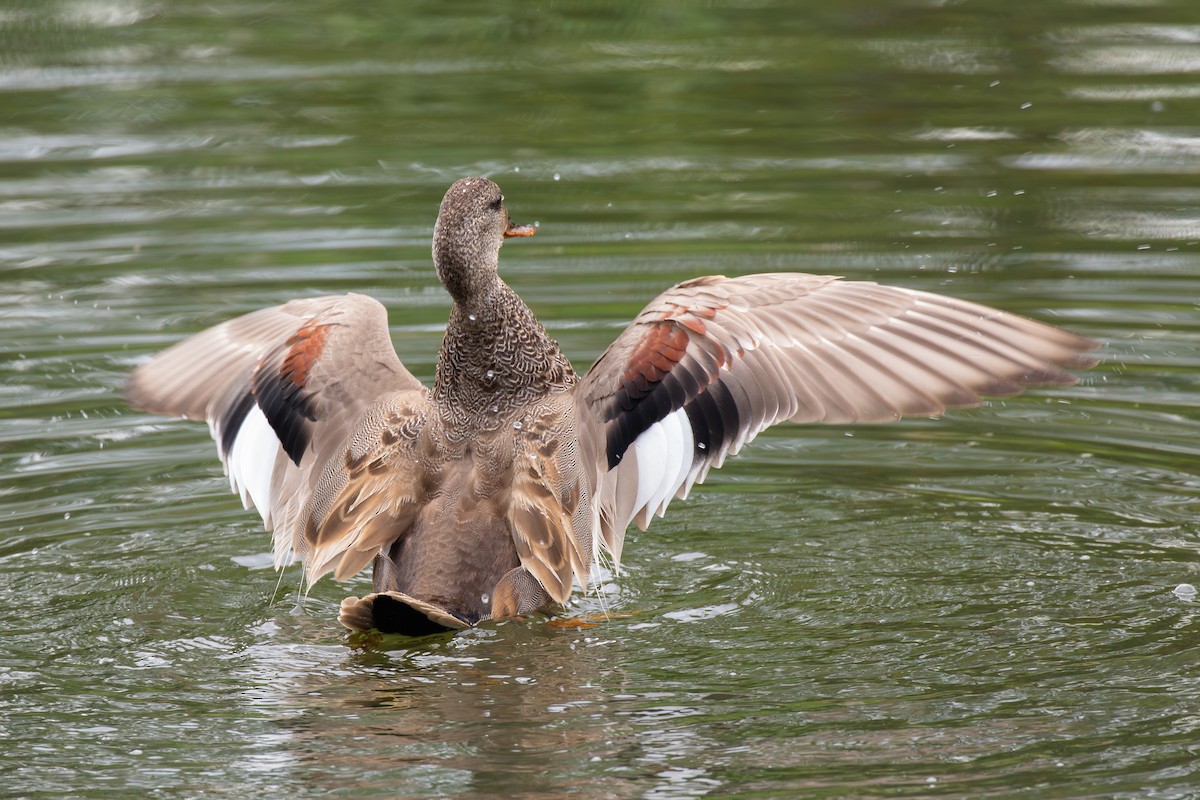 Gadwall - ML638366991