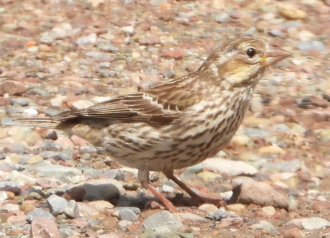Cassin's Finch - ML638367016