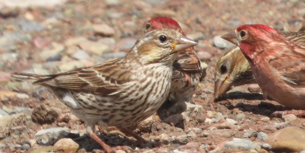 Cassin's Finch - ML638367026