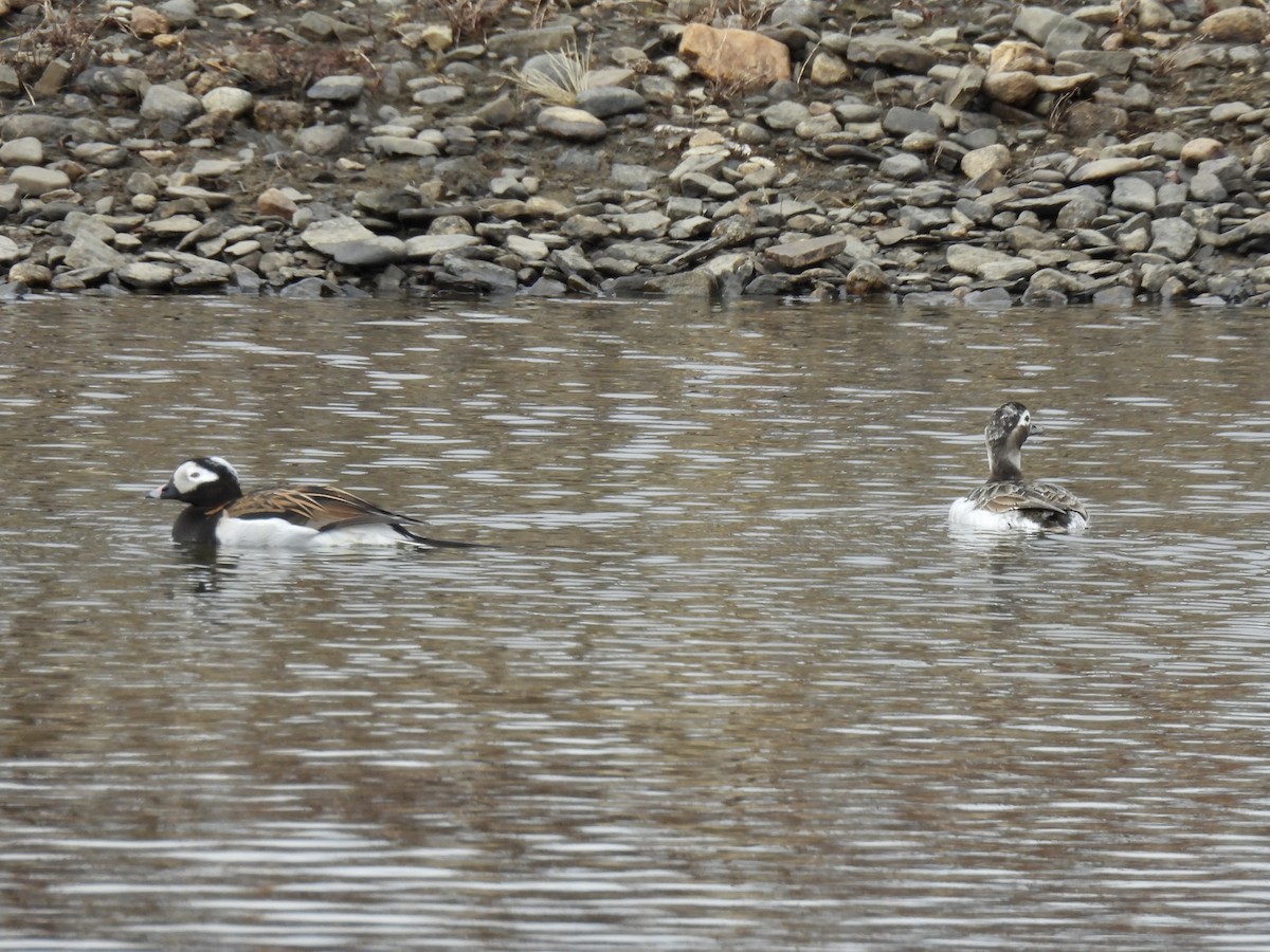 Long-tailed Duck - ML638367055