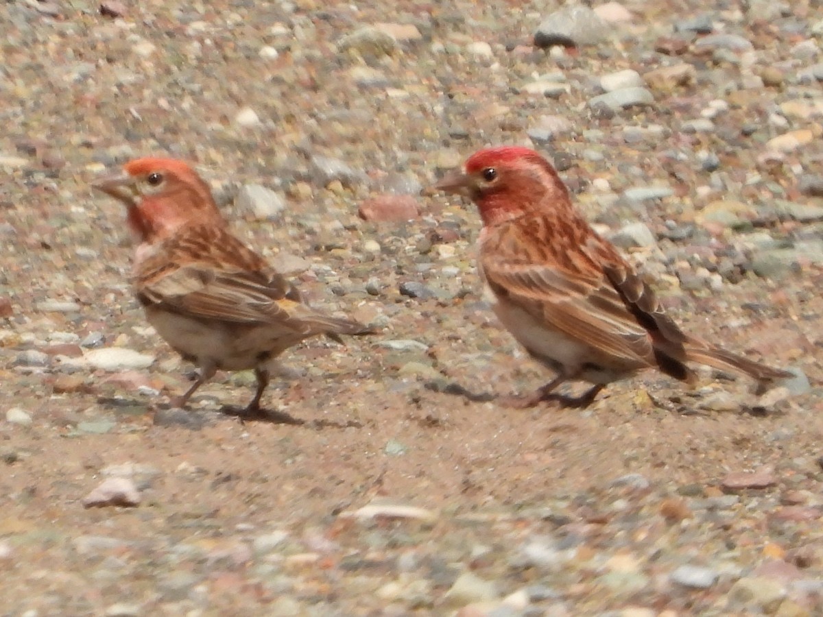 Cassin's Finch - ML638367059