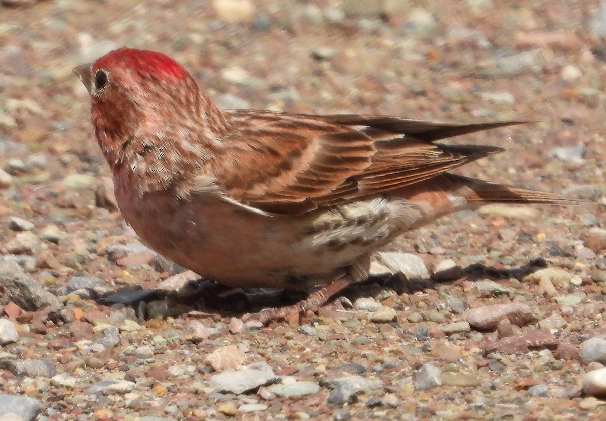 Cassin's Finch - ML638367062
