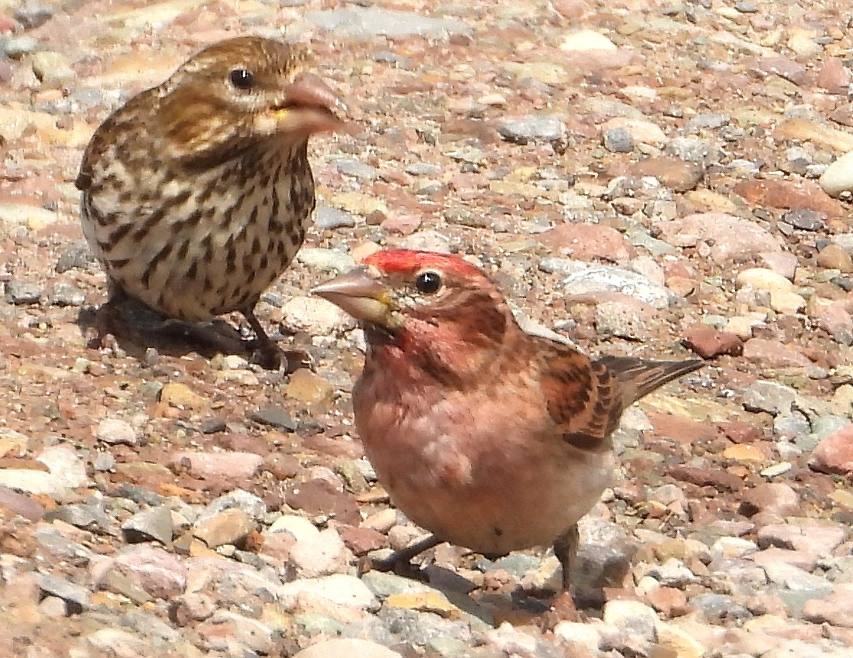 Cassin's Finch - ML638367078