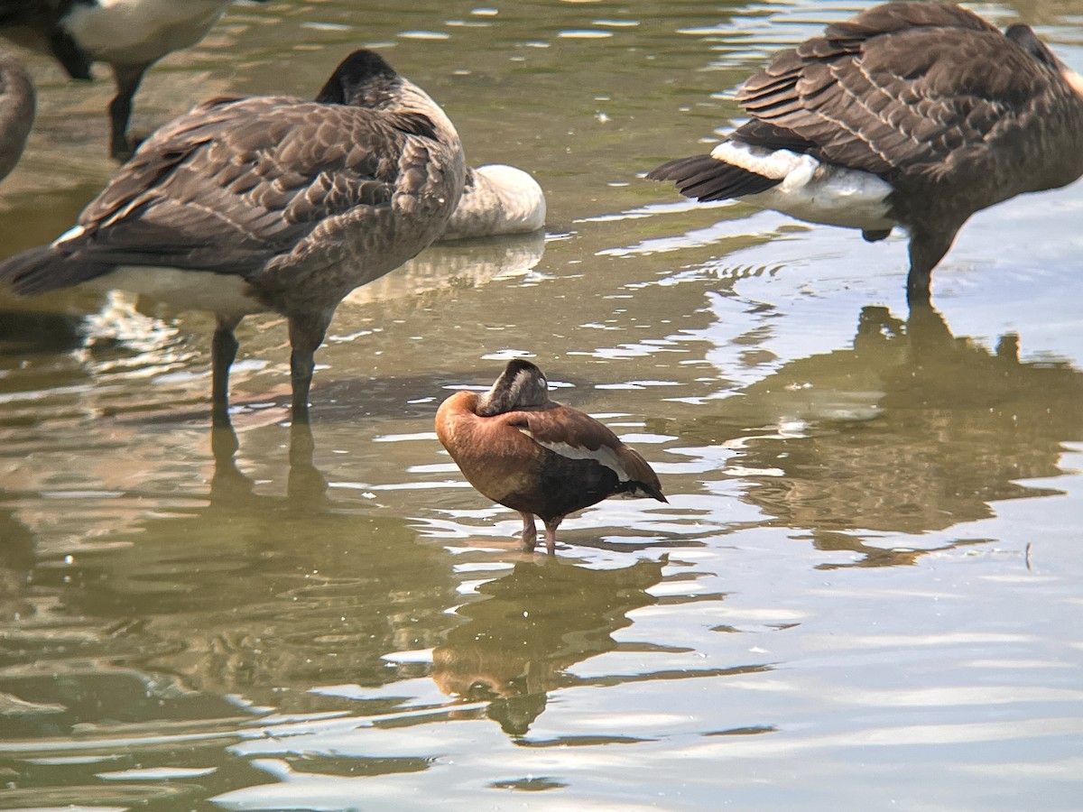 Black-bellied Whistling-Duck - ML638367083