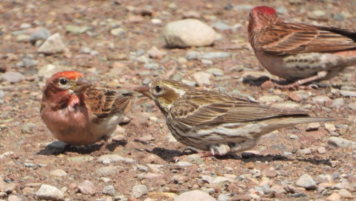 Cassin's Finch - ML638367084