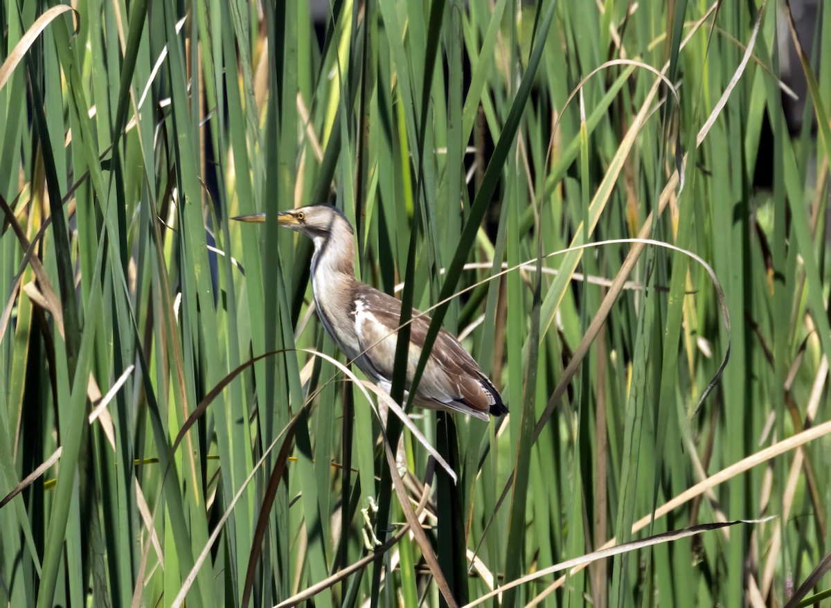 Little Bittern - ML638367089