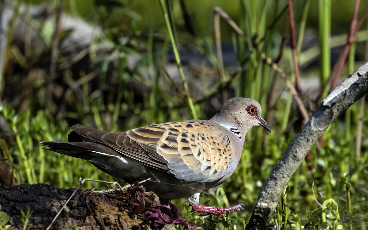 European Turtle-Dove - ML638367093