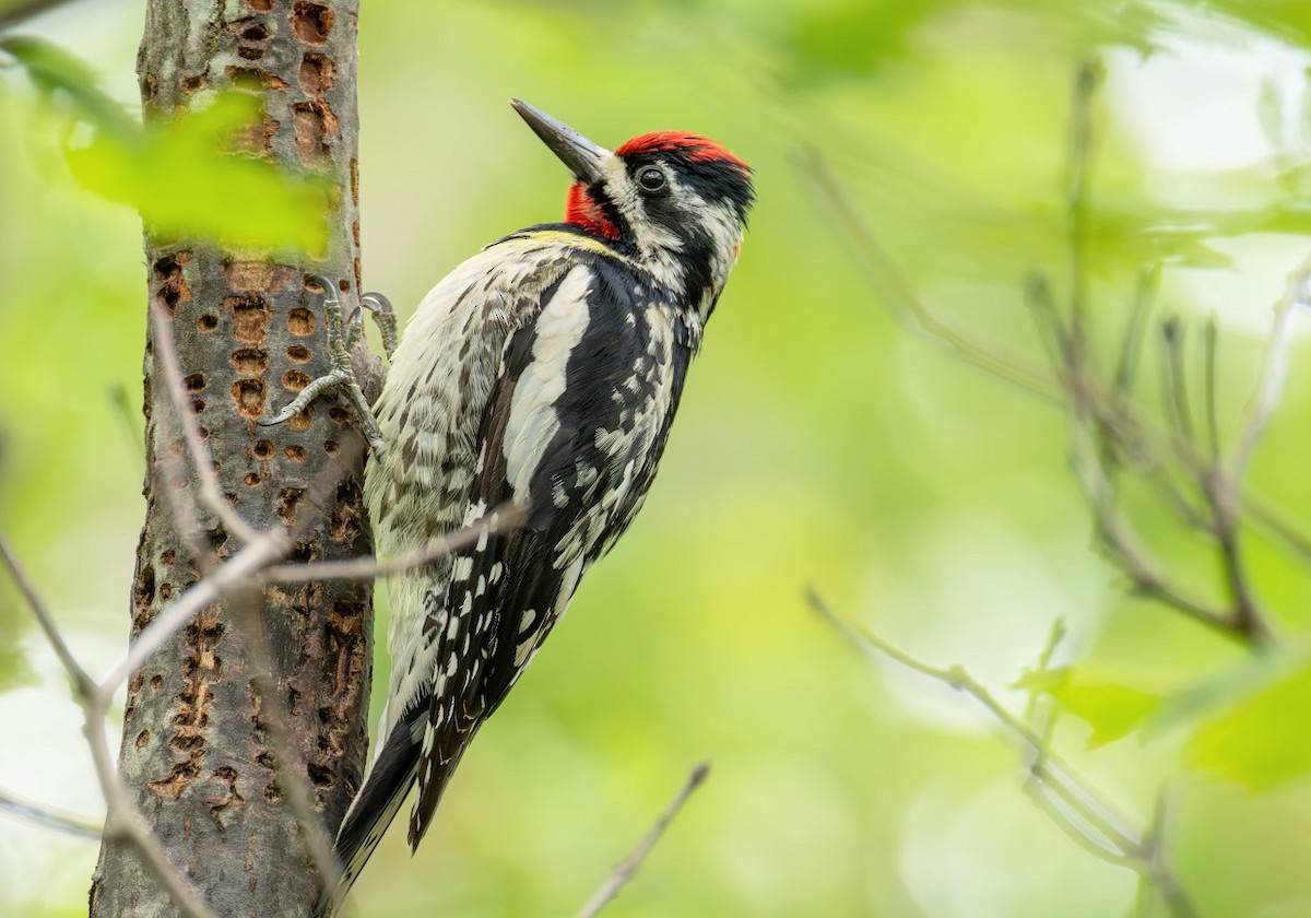 Yellow-bellied Sapsucker - ML638367097