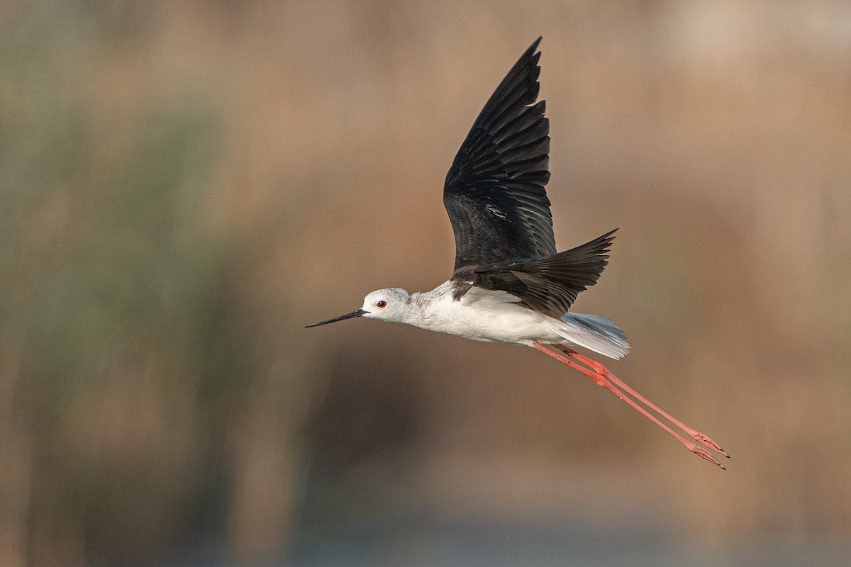 Black-winged Stilt - ML638367102