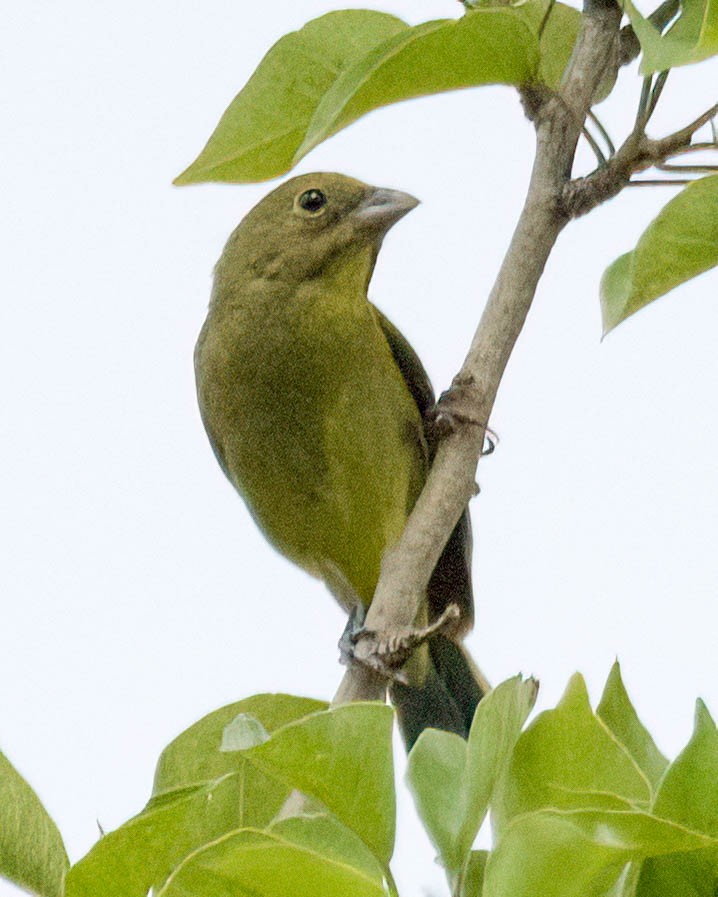 Painted Bunting - ML638367105