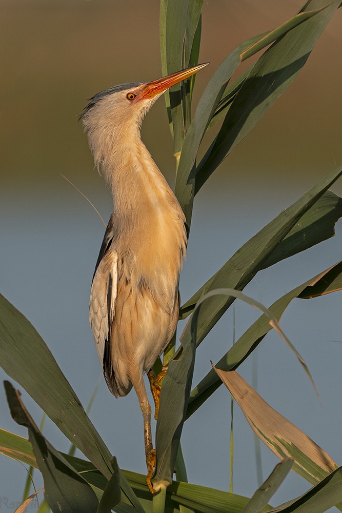 Little Bittern - ML638367107
