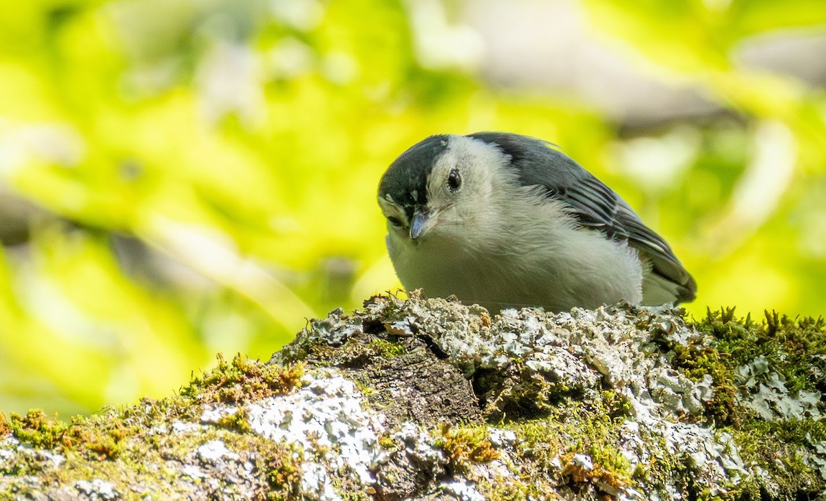 hvitbrystspettmeis (carolinensis) - ML638367127