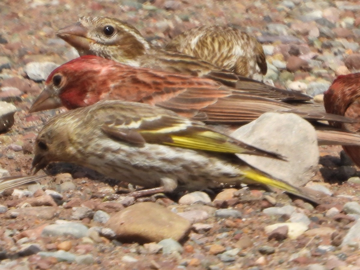 Cassin's Finch - ML638367129