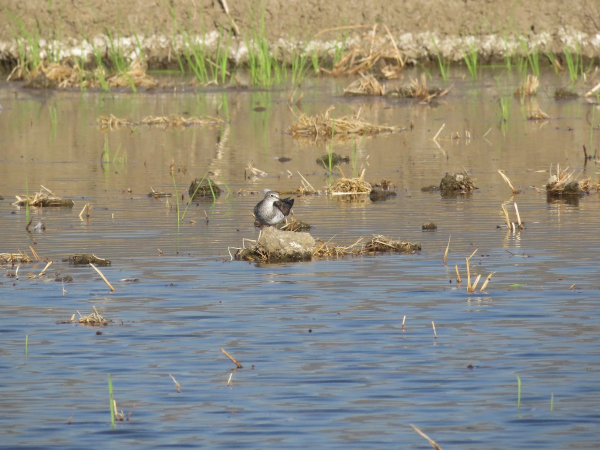 Lesser Yellowlegs - ML638367131