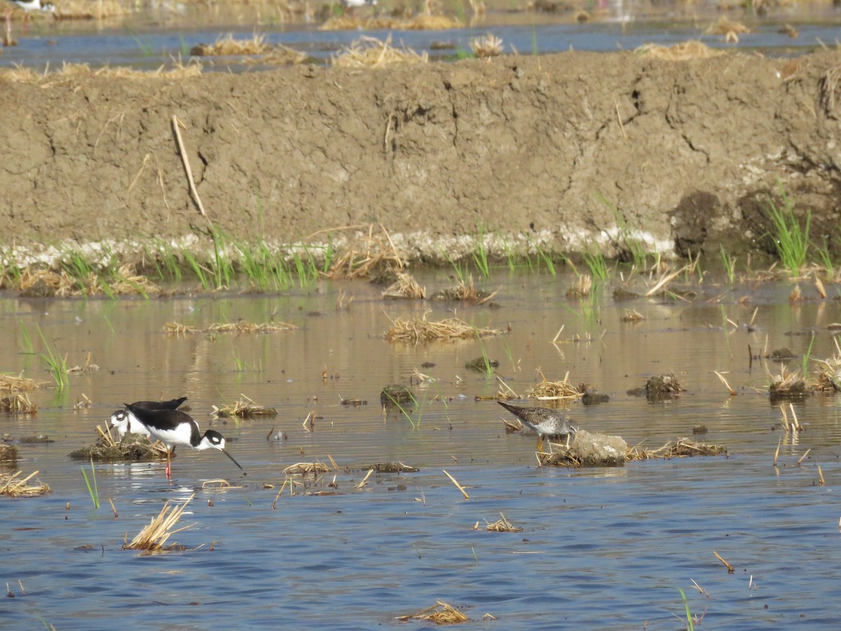 Lesser Yellowlegs - ML638367132