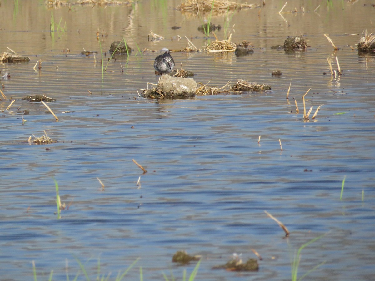 Lesser Yellowlegs - ML638367133