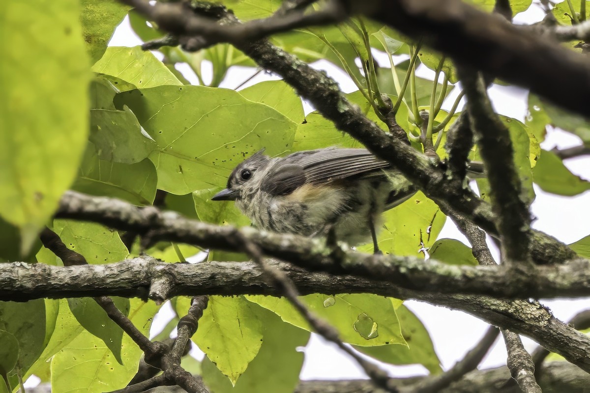 Tufted Titmouse - ML638367147