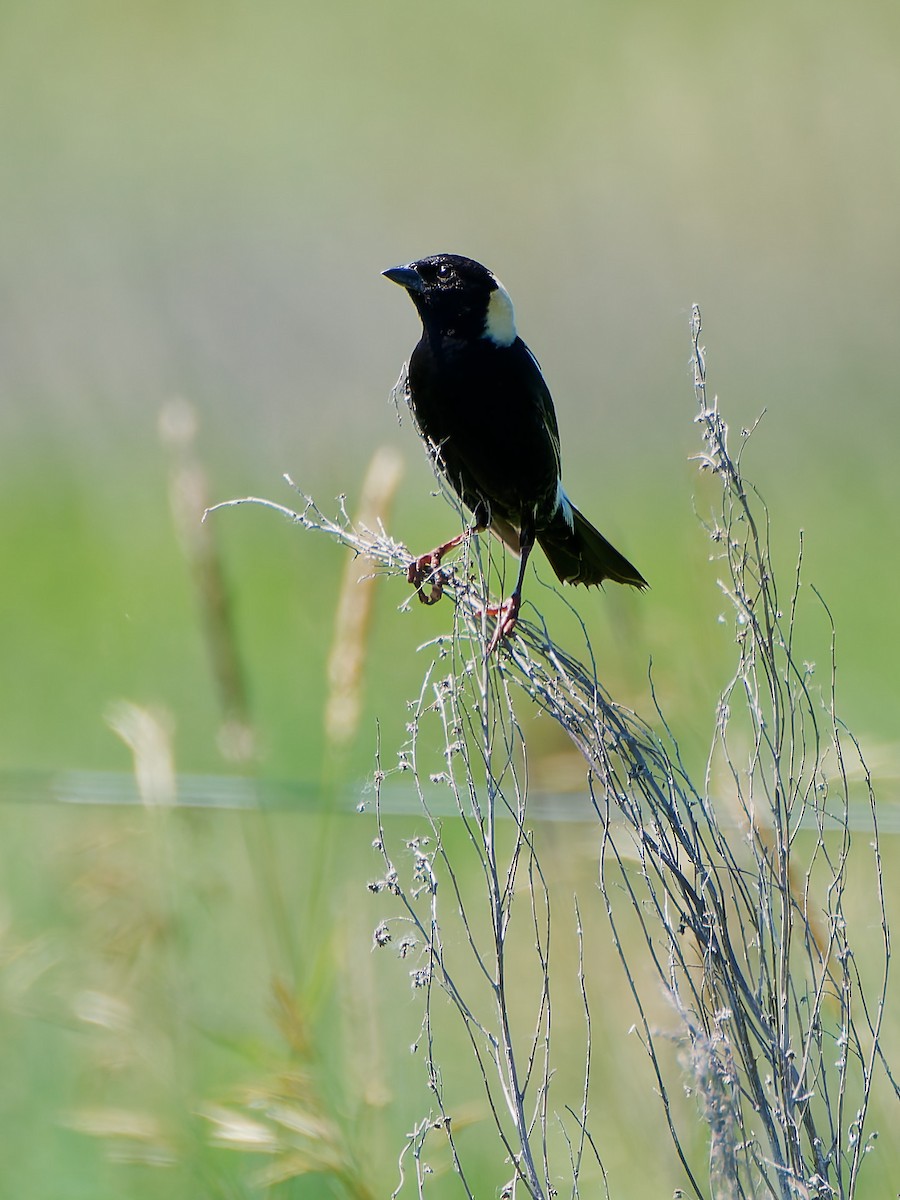 Bobolink - ML638367152